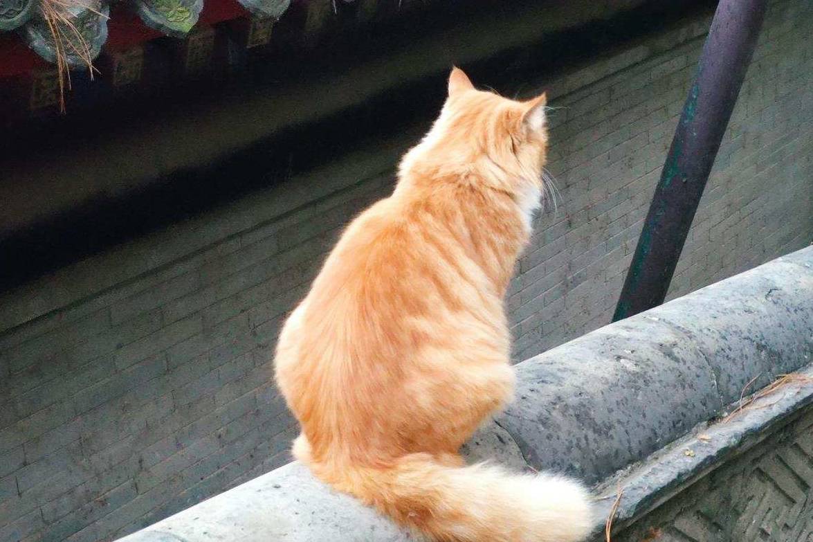 原创 余晖中的颐和园湖边，万寿山上的精灵，宁静的后湖10