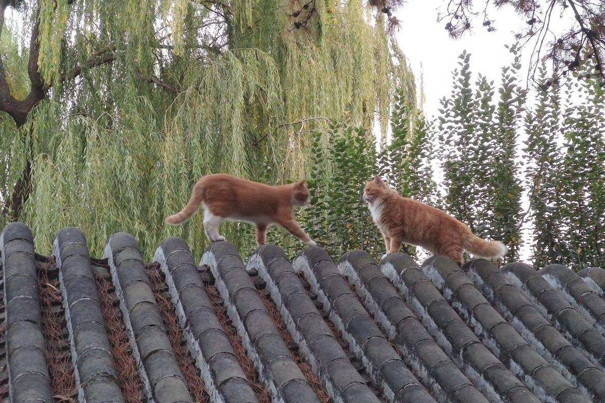 原创 余晖中的颐和园湖边，万寿山上的精灵，宁静的后湖11