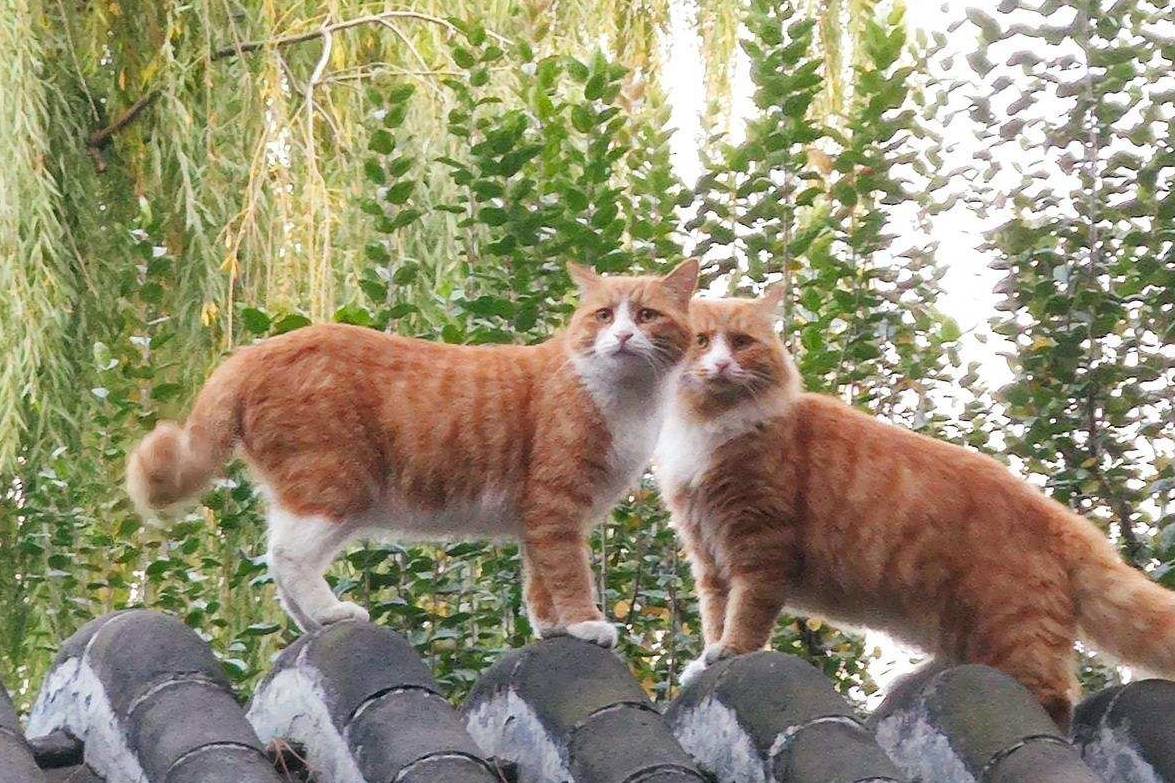 原创 余晖中的颐和园湖边，万寿山上的精灵，宁静的后湖12