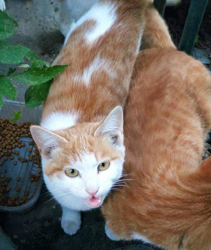 原创 余晖中的颐和园湖边，万寿山上的精灵，宁静的后湖13