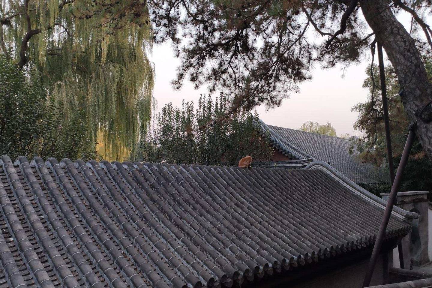 原创 余晖中的颐和园湖边，万寿山上的精灵，宁静的后湖14