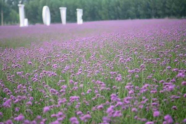 宜兴紫海薰衣草庄园游玩攻略1