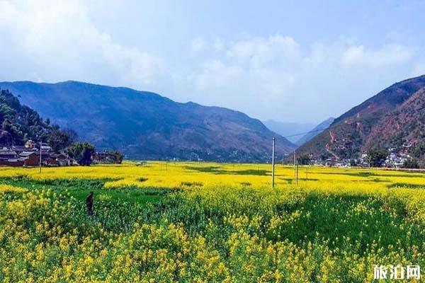 大理观赏油菜花的地方 几月份开放1
