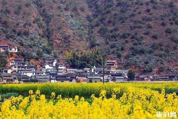 大理观赏油菜花的地方 几月份开放2