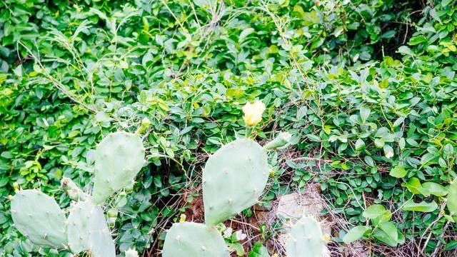 鳄鱼山,涠洲岛最不能错过的景点,火山地貌太震撼了4