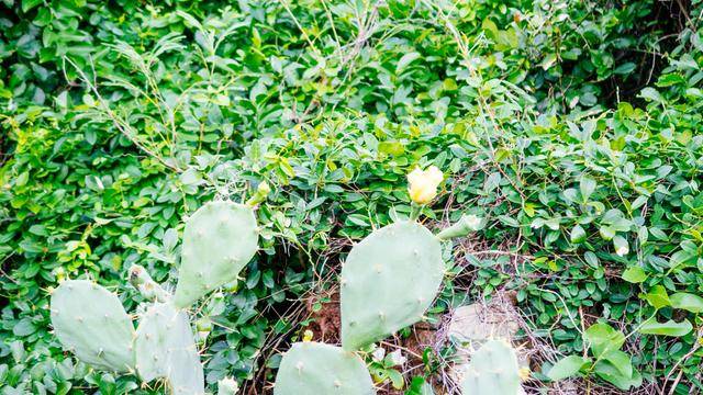 鳄鱼山,涠洲岛最不能错过的景点,火山地貌太震撼了5