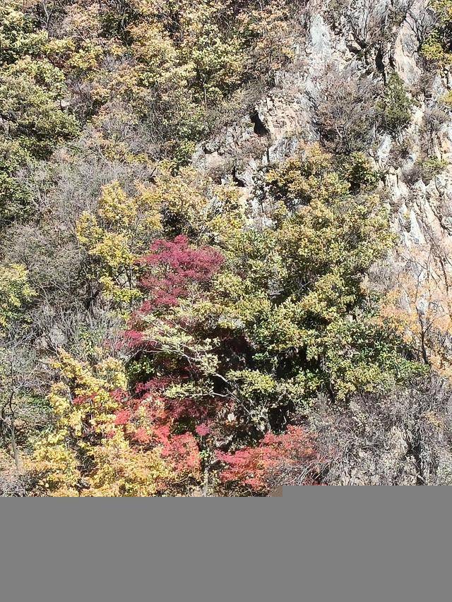 东北乃至全国最好的红叶，就在这个地方可以看到3