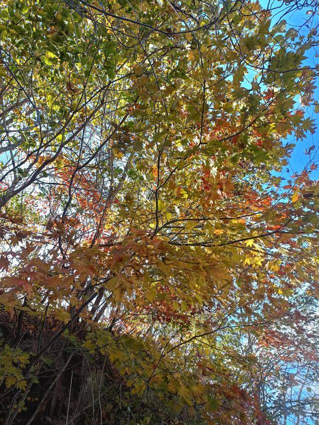 东北乃至全国最好的红叶，就在这个地方可以看到8