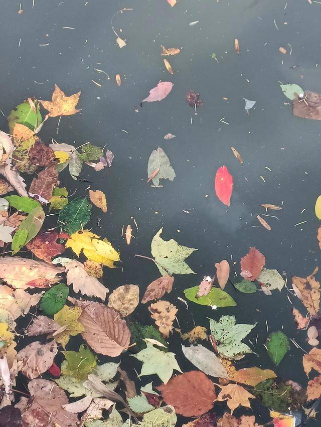 东北乃至全国最好的红叶，就在这个地方可以看到9