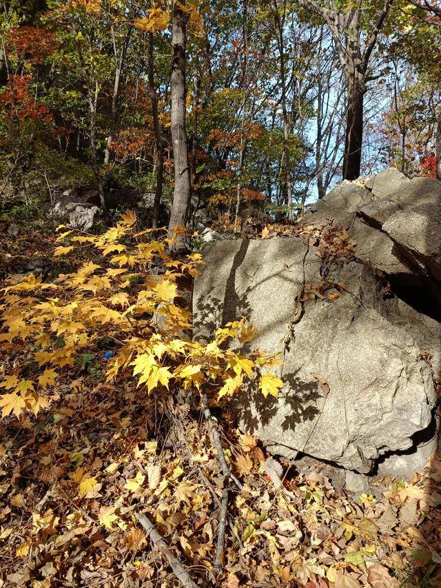 东北乃至全国最好的红叶，就在这个地方可以看到10