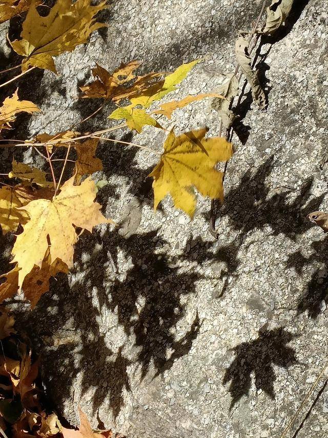 东北乃至全国最好的红叶，就在这个地方可以看到11