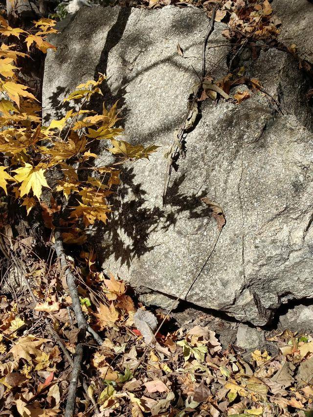 东北乃至全国最好的红叶，就在这个地方可以看到12