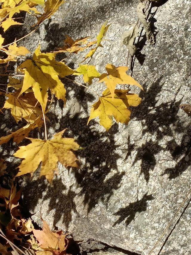 东北乃至全国最好的红叶，就在这个地方可以看到13