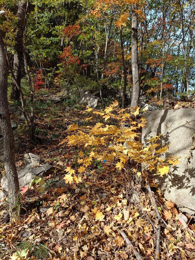 东北乃至全国最好的红叶，就在这个地方可以看到14