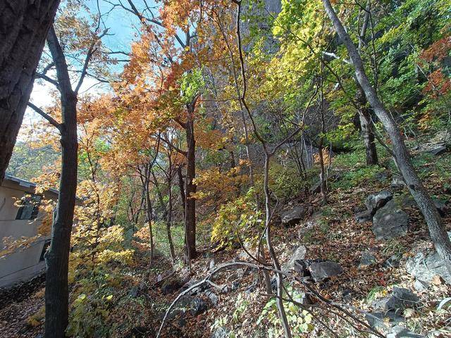 东北乃至全国最好的红叶，就在这个地方可以看到15