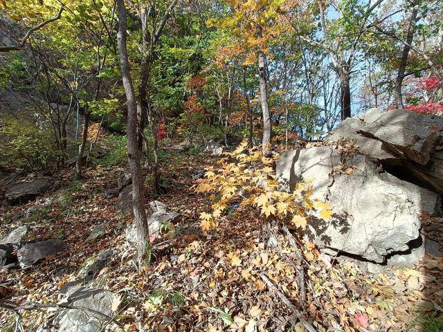 东北乃至全国最好的红叶，就在这个地方可以看到16