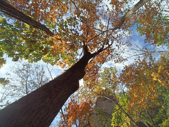 东北乃至全国最好的红叶，就在这个地方可以看到18