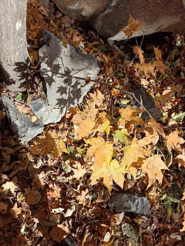 东北乃至全国最好的红叶，就在这个地方可以看到20