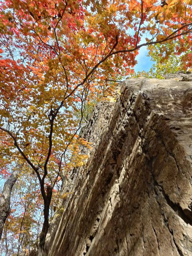 东北乃至全国最好的红叶，就在这个地方可以看到21