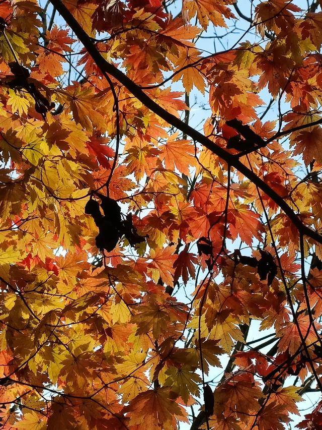 东北乃至全国最好的红叶，就在这个地方可以看到22