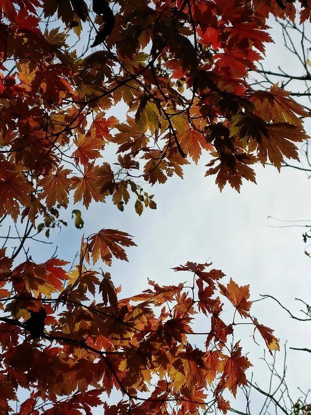 东北乃至全国最好的红叶，就在这个地方可以看到23