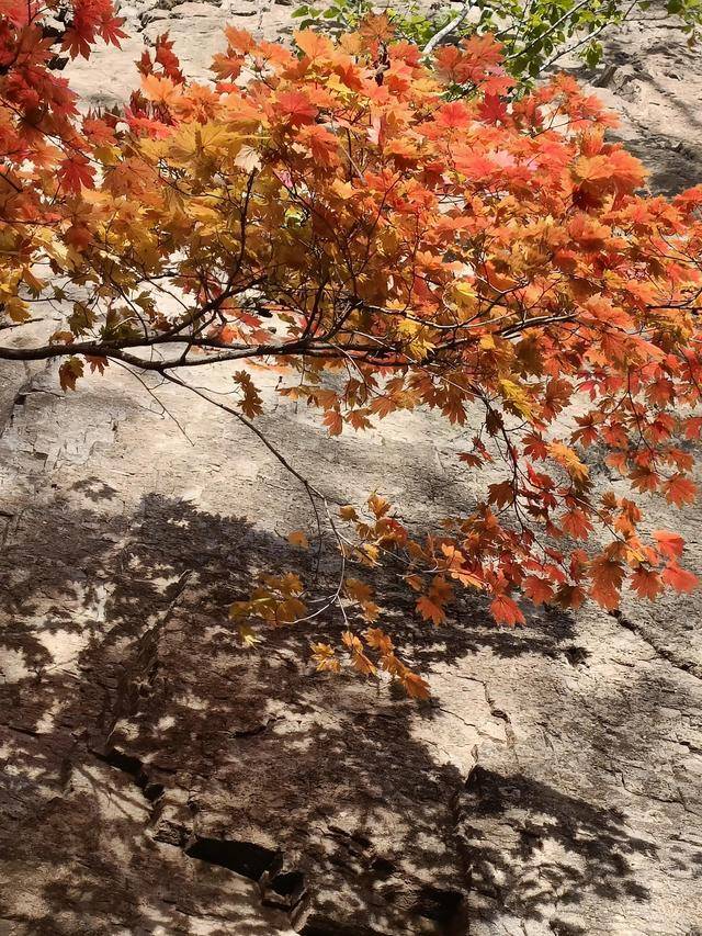 东北乃至全国最好的红叶，就在这个地方可以看到24