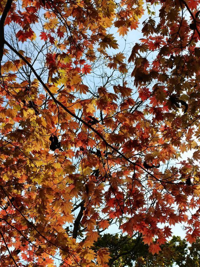 东北乃至全国最好的红叶，就在这个地方可以看到25