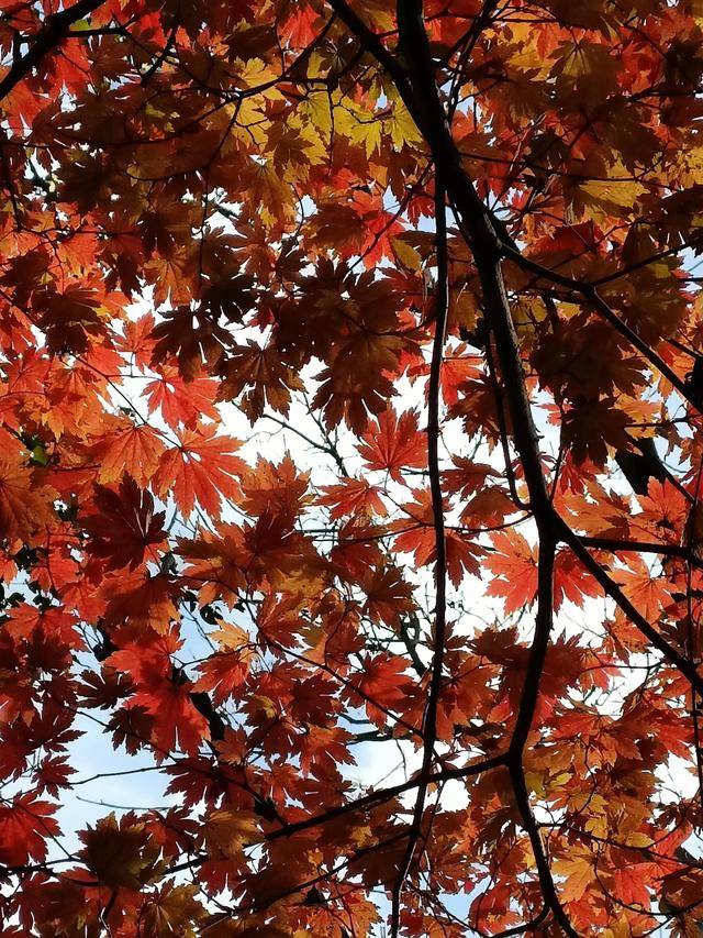 东北乃至全国最好的红叶，就在这个地方可以看到26