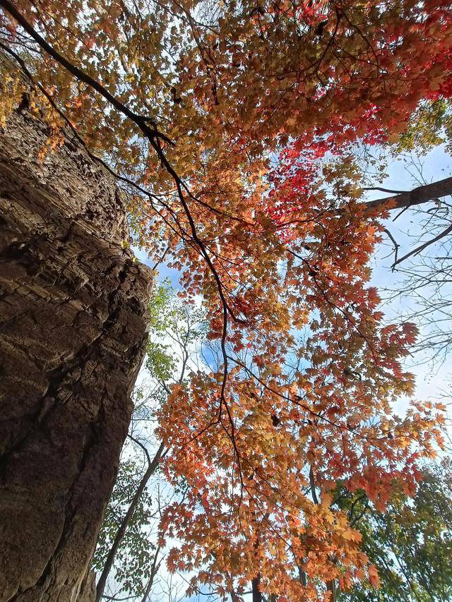 东北乃至全国最好的红叶，就在这个地方可以看到28