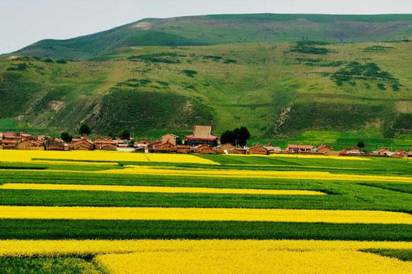 2022赏门源油菜花最佳时间 什么季节开3