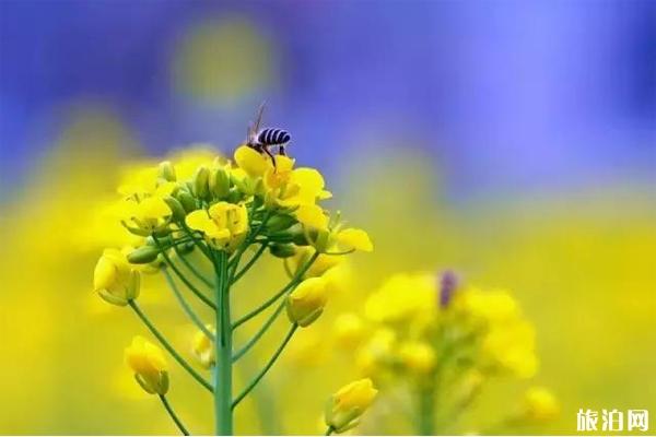 天台县观赏油菜花地推荐1