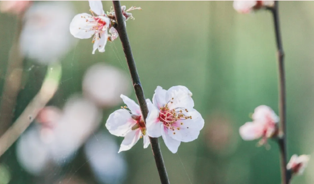 济宁樱花哪里有 2022济宁赏花好去处2