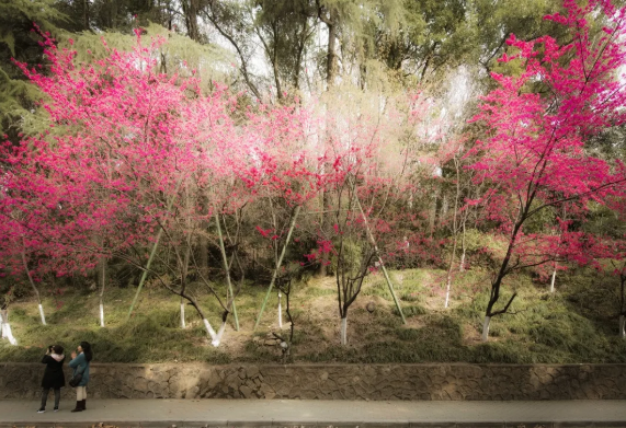 武汉樱花2022年什么时候开 武汉春季赏花景区2