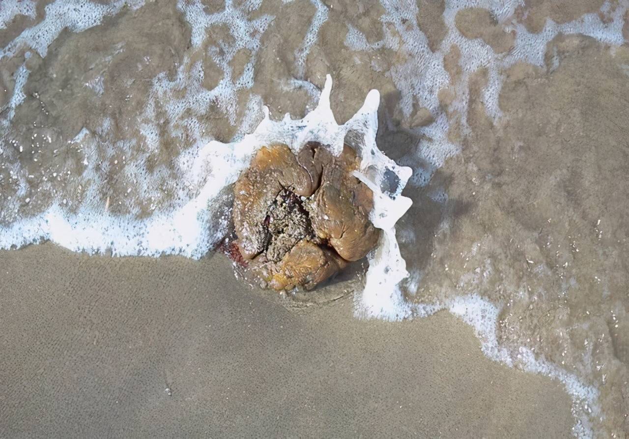 鲸排泄物龙涎香，为什么拉出来的香且比黄金贵，人工取出来的臭？1