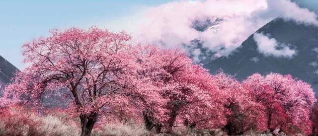 春光懒困倚微风，桃花一簇笑寒冬6