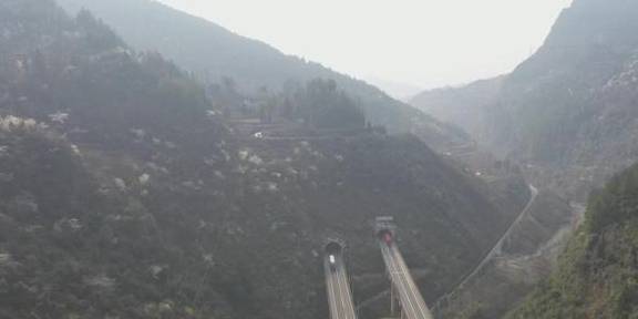 再现世外桃源，3000余亩野樱桃花漫山遍野迎春绽放1