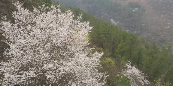 再现世外桃源，3000余亩野樱桃花漫山遍野迎春绽放3