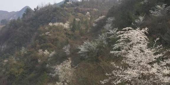 再现世外桃源，3000余亩野樱桃花漫山遍野迎春绽放4