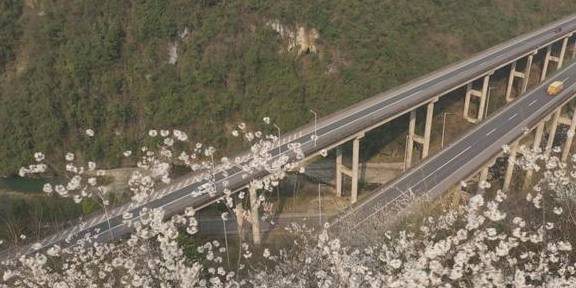 再现世外桃源，3000余亩野樱桃花漫山遍野迎春绽放5