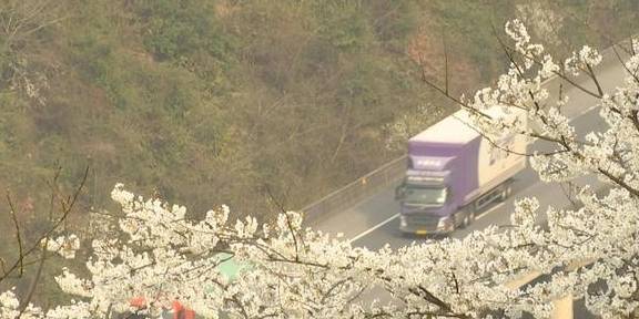 再现世外桃源，3000余亩野樱桃花漫山遍野迎春绽放6