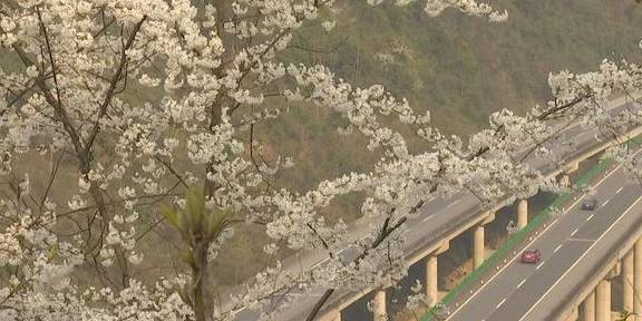 再现世外桃源，3000余亩野樱桃花漫山遍野迎春绽放7