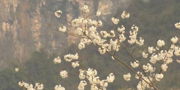 再现世外桃源，3000余亩野樱桃花漫山遍野迎春绽放8