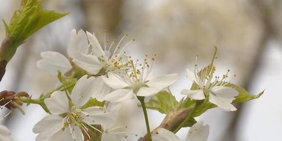 再现世外桃源，3000余亩野樱桃花漫山遍野迎春绽放9