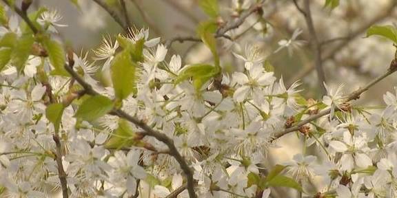 再现世外桃源，3000余亩野樱桃花漫山遍野迎春绽放11