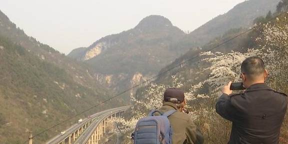 再现世外桃源，3000余亩野樱桃花漫山遍野迎春绽放12