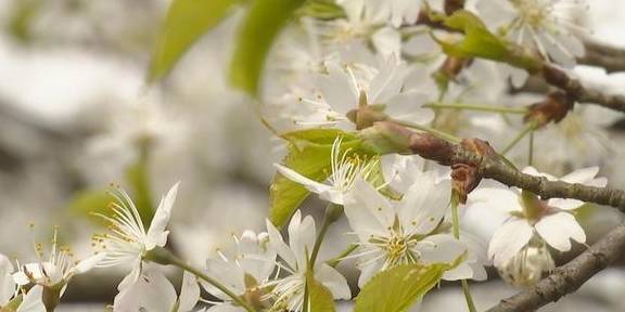 再现世外桃源，3000余亩野樱桃花漫山遍野迎春绽放10