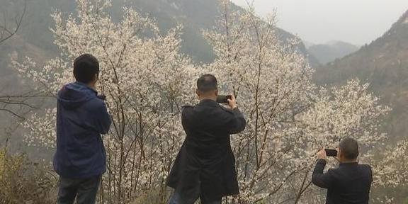 再现世外桃源，3000余亩野樱桃花漫山遍野迎春绽放13