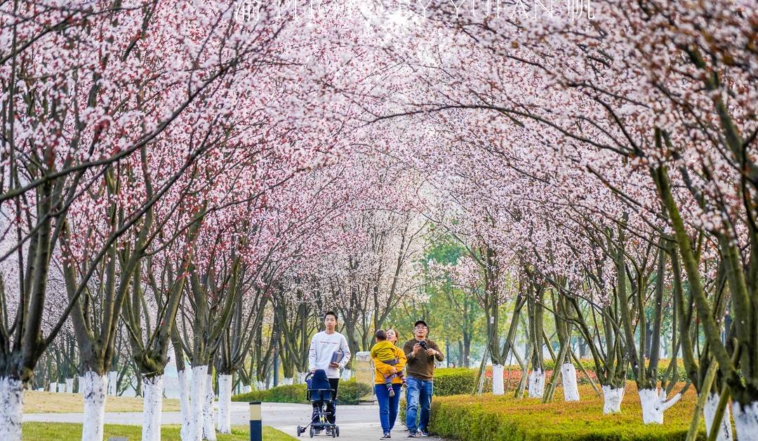 原创 重庆赏花好去处，美不胜收的鲜花大道，免票却鲜为人知，快来打卡1