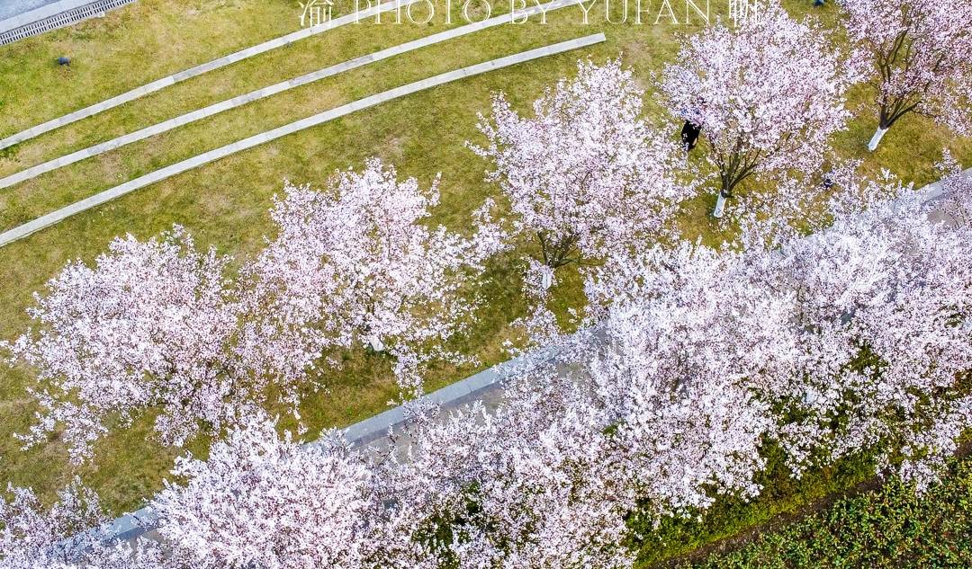 原创 重庆赏花好去处，美不胜收的鲜花大道，免票却鲜为人知，快来打卡3