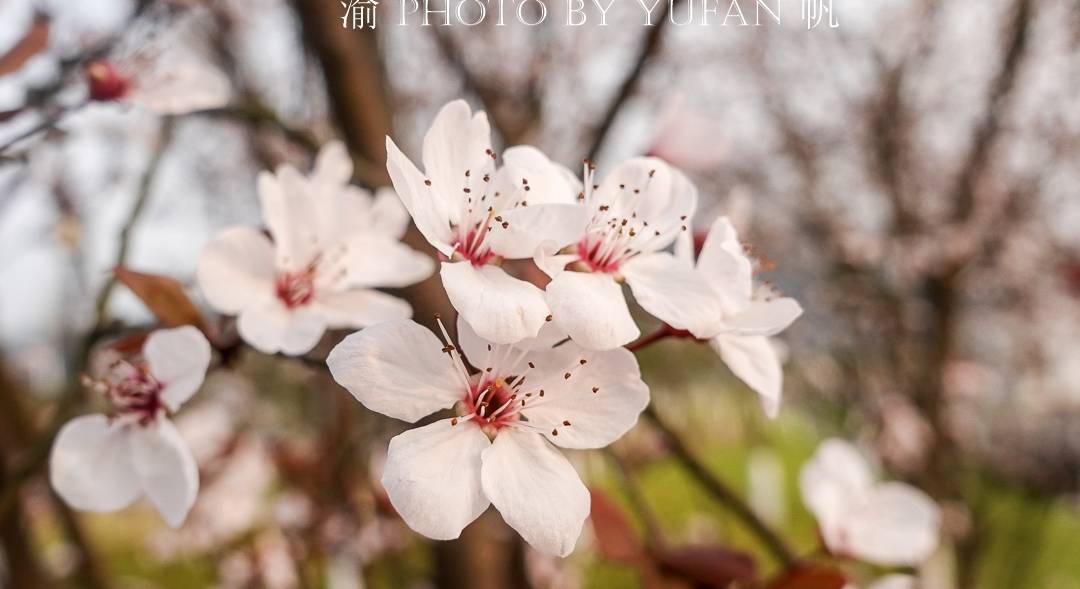 原创 重庆赏花好去处，美不胜收的鲜花大道，免票却鲜为人知，快来打卡5